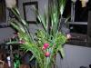 DSCN0965.jpg